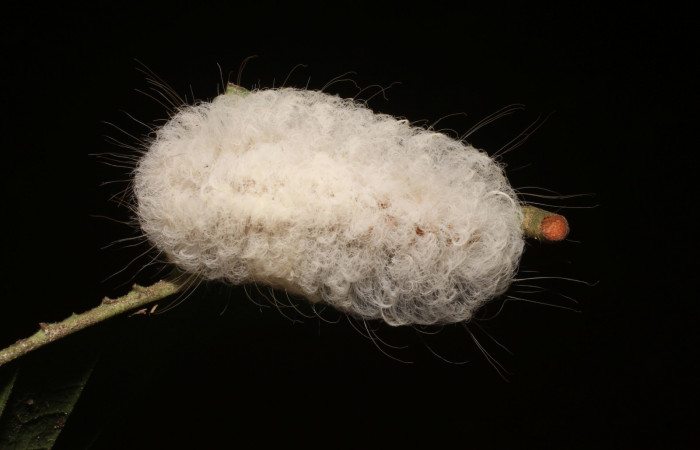 Figura 2. Larva último estadio de <i>Megalopyge hina</i></i> (Megalopygidae) posición dorsal. Sector San Cristóbal Sendero Carmona. Voucher 19-SRNP-1006-DHJ758604.jpg.