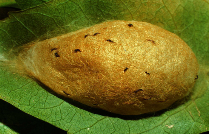 Figura 6. Capullo de <i>Megalopyge hina</i></i> (Megalopygidae) sin eclosionar. Voucher 96-SRNP-978-DHJ27431.jpg.