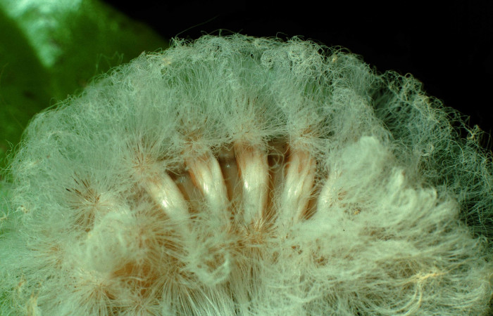 Figura 3. Larva último estadio de <i>Megalopyge hina</i></i> (Megalopygidae) posición dorsal. Sector Cacao, Cerro Pedregal. Voucher 97-SRNP-976-DHJ40651.jpg.