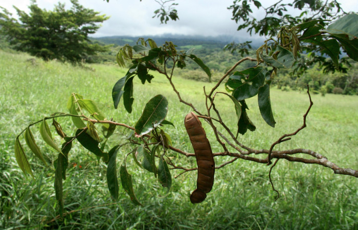 Figura 12. <i>Inga punctata</i></i> (Fabaceae) Planta hospedera de <i>Megalopyge hina</i></i> (Megalopygidae). Estación San Cristóbal, Finca San Gabriel. Foto Elda Araya 2013.