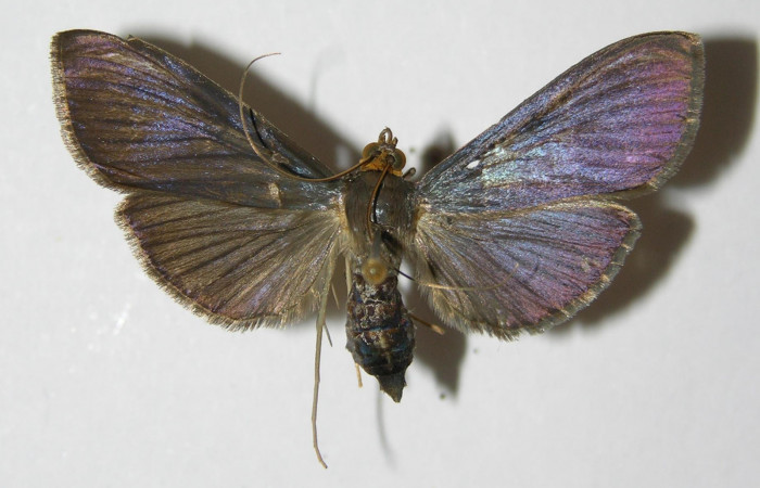 Figura 1. Adulto hembra <i>Phostria metalobalis</i></i>, (Crambidae), mide 40mm, posición vista dorsal. (00-SRNP-16035-DHJ331948.jpg).