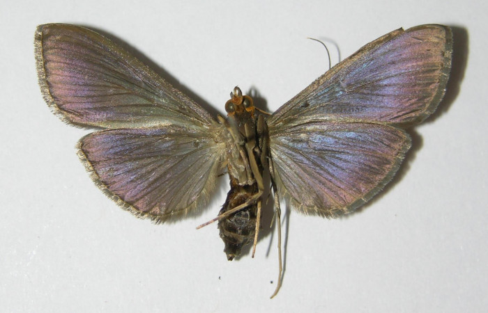 Figura 2. Adulto hembra <i>Phostria metalobalis</i></i>, (Crambidae), mide 40mm, posición vista ventral. (00-SRNP-16035-DHJ331949.jpg).