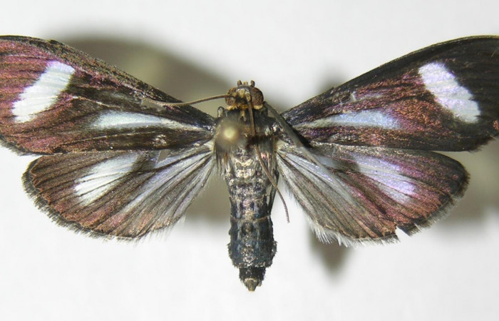 Figura 18. Adulto <i>Phostria euagra</i></i>, (Crambidae), mide 40mm, posición vista dorsal. (05-SRNP-43180-DHJ342626.jpg).