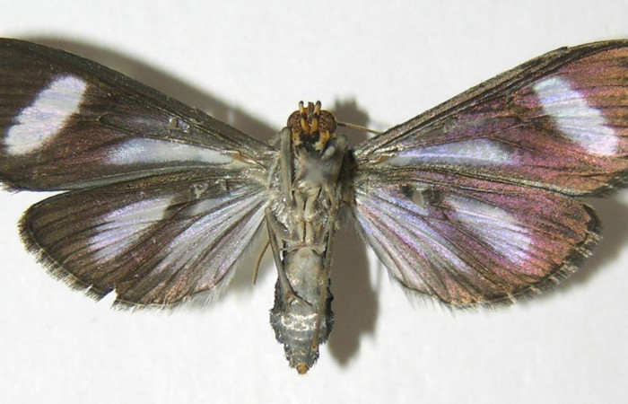 Figura 19. Adulto <i>Phostria euagra</i></i>, (Crambidae), mide 40mm, posición vista ventral. (05-SRNP-43180-DHJ342627.jpg).