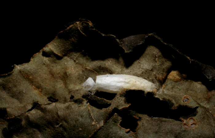 Figura 17. Parásito <i>Apanteles felixcarmonai</i></i>, de la larva <i>Phostria euagra</i></i>, (Crambidae), Sector Rincon Rain Forest, Rio Francia Arriba, (elevación 400 metros) 6 Enero 2008. (05-SRNP-43181-DHJ436427.jpg).