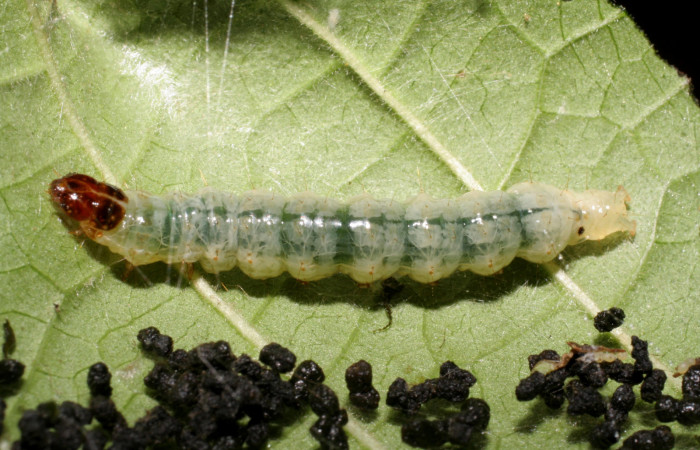 Figura. 7 Larva en último estadio <i>Phostria metalobalis</i></i>, (Crambidae), posición dorsal alimentándose en <i>Genipa americana</i></i> (Rubiaceae). Sector Del Oro, Quebrada Trigal, (elevación 290 metros).(07-SRNP-22477-DHJ426536.jpg).