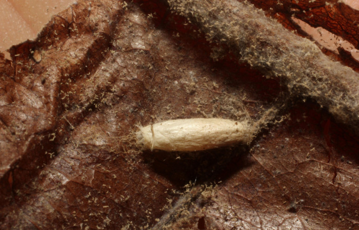 Figura 13. Capullo del parásito <i>Apanteles felixcarmonai</i></i>, en Phostria metalobalis, (Crambidae), Sector Rincon Rain Forest, Jacobo, (elevación 461 metros). 4 Julio 2012. (12-SRNP-81176-DHJ804368.jpg)