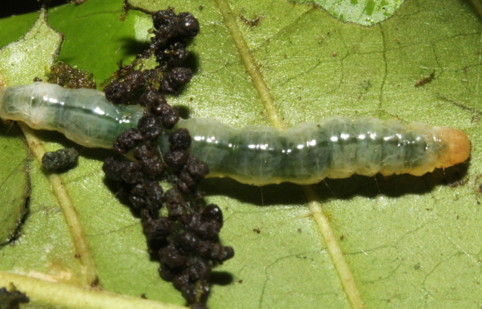 Figura. 14 Larva en último estadio <i>Phostria euagra</i></i>, (Crambidae), posición dorsal, alimentándose en <i>Chimarrhis parviflora</i></i> (Rubiaceae). Sector Rincón Rain Forest, Rio Francia Arriba, (elevación 400 metros). (13-SRNP-41180-DHJ707669.jpg).