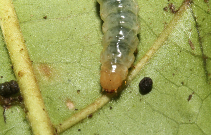 Figura. 15 Larva en último estadio <i>Phostria euagra</i></i>, (Crambidae), posición cabeza, alimentándose en <i>Chimarrhis parviflora</i></i> (Rubiaceae). Sector Rincón Rain Forest, Rio Francia Arriba, (elevación 400 metros). (13-SRNP-41180-DHJ707671.jpg).