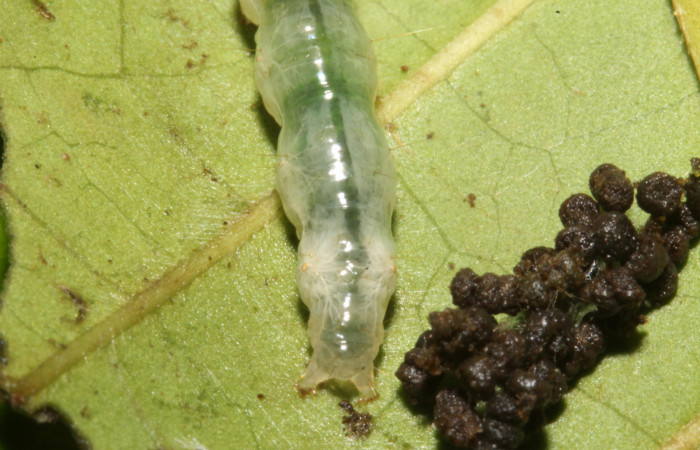 Figura. 16 Larva en último estadio <i>Phostria euagra</i></i>, (Crambidae), posición extremo, posterior alimentándose en <i>Chimarrhis parviflora</i></i> (Rubiaceae). Sector Rincón Rain Forest, Rio Francia Arriba, (elevación 400 metros). (13-SRNP-41180-DHJ707672.jpg).