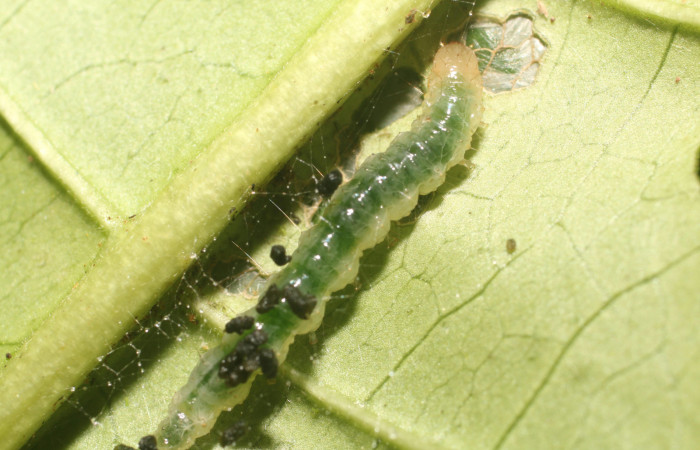 Figura. 3 Larva en tercer estadio <i>Phostria metalobalis</i></i>, (Crambidae), posición dorsal alimentándose en <i>Genipa americana</i></i> (Rubiaceae). Sector Rincón Rain Forest, Sendero Selva, (elevación 410 metros).(18-SRNP-80491-DHJ715086.jpg). Foto Anabelle Córdoba 20 Julio 2018.