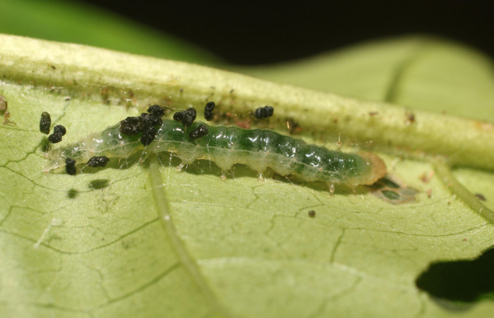 Figura. 4 Larva en tercer estadio <i>Phostria metalobalis</i></i>, (Crambidae), posición lateral alimentándose en <i>Genipa americana</i></i> (Rubiaceae). Sector Rincón Rain Forest, Sendero Selva, (elevación 410 metros).(18-SRNP-80491-DHJ715088.jpg). Foto Anabelle Córdoba 20 Julio 2018.