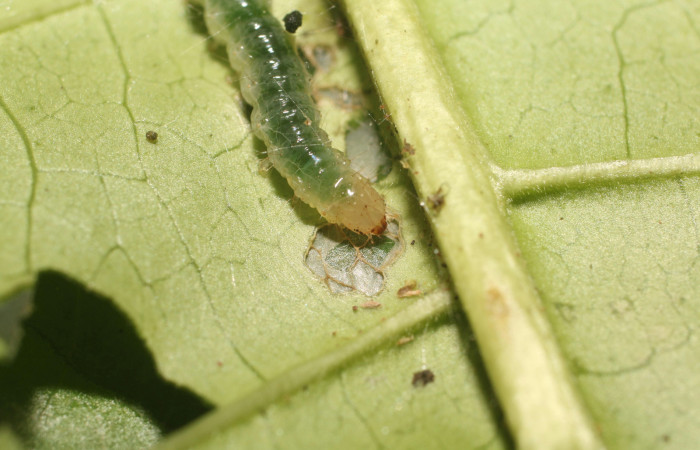 Figura. 5 Larva en tercer estadio <i>Phostria metalobalis</i></i>, (Crambidae), posición cabeza alimentándose en <i>Genipa americana</i></i> (Rubiaceae). Sector Rincón Rain Forest, Sendero Selva, (elevación 410 metros).(18-SRNP-80491-DHJ715089.jpg). Foto Anabelle Córdoba 20 Julio 2018.