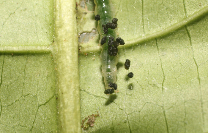 Figura. 6 Larva en tercer estadio <i>Phostria metalobalis</i></i>, (Crambidae), posición extremo posterior alimentándose en <i>Genipa americana</i></i> (Rubiaceae). Sector Rincón Rain Forest, Sendero Selva, (elevación 410 metros). (18-SRNP-80491-DHJ715090.jpg). Foto Anabelle Córdoba .20 Julio 2018.
