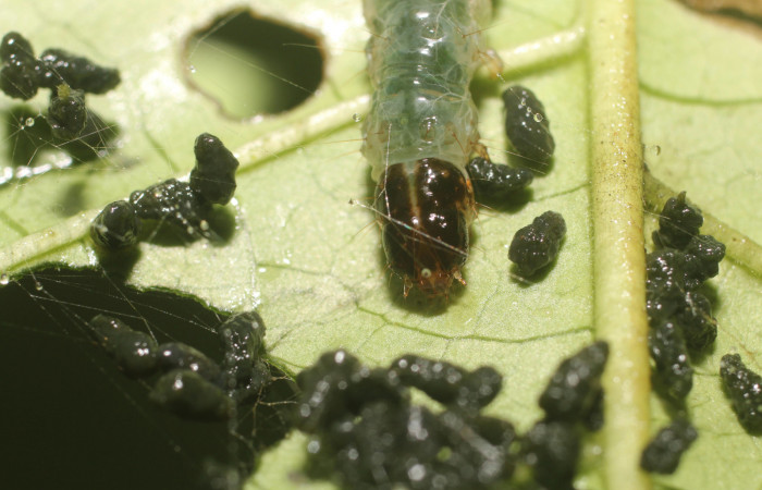 Figura. 8 Larva en último estadio <i>Phostria metalobalis</i></i>, (Crambidae), posición cabeza alimentándose en <i>Genipa americana</i></i> (Rubiaceae). Sector Rincón Rain Forest, Sendero Selva, (elevación 410 metros). (18-SRNP-80491-DHJ715128.jpg). Foto Anabelle Córdoba 3 Agosto 2018.