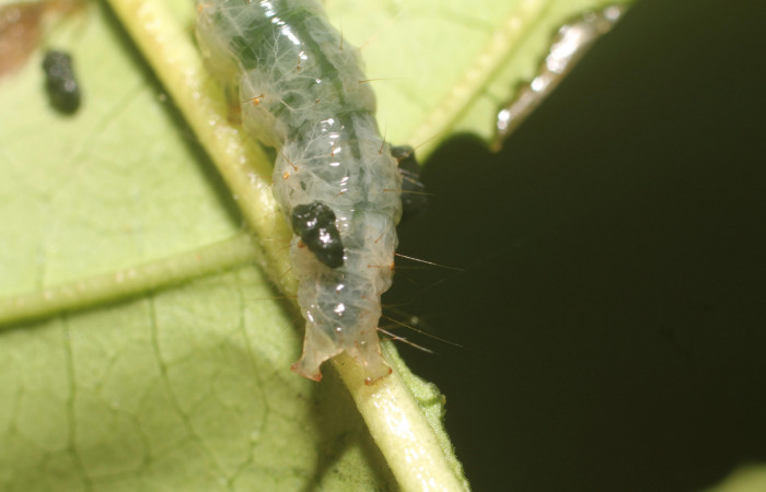 Figura. 9 Larva en último estadio <i>Phostria metalobalis</i></i>, (Crambidae), posición extremo posterior alimentándose en <i>Genipa americana</i></i> (Rubiaceae). Sector Rincón Rain Forest, Sendero Selva, (elevación 410 metros). (18-SRNP-80491-DHJ715129.jpg). Foto Anabelle Córdoba 3 Agosto 2018.