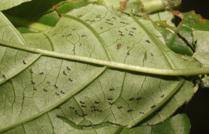 Figura. 10 Prepupa <i>Phostria metalobalis</i></i>, (Crambidae), dentro de la casita. Sector Rincón Rain Forest, Sendero Selva, (elevación 410 metros). (18-SRNP-80491-DHJ715194.jpg). Foto Anabelle Córdoba 8 Agosto 2018.