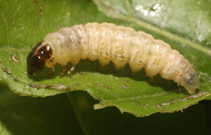 Figura. 11 Prepupa <i>Phostria metalobalis</i></i>, (Crambidae), posición Lateral. Sector Rincón Rain Forest, Sendero Selva, (elevación 410 metros). (18-SRNP-80491-DHJ715195.jpg). Foto Anabelle Córdoba 8 Agosto 2018.