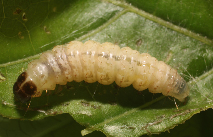 Figura. 12 Prepupa <i>Phostria metalobalis</i></i>, (Crambidae), posición dorsal. Sector Rincón Rain Forest, Sendero Selva, (elevación 410 metros). (18-SRNP-80491-DHJ715196.jpg). Foto Anabelle Córdoba 8 Agosto 2018.