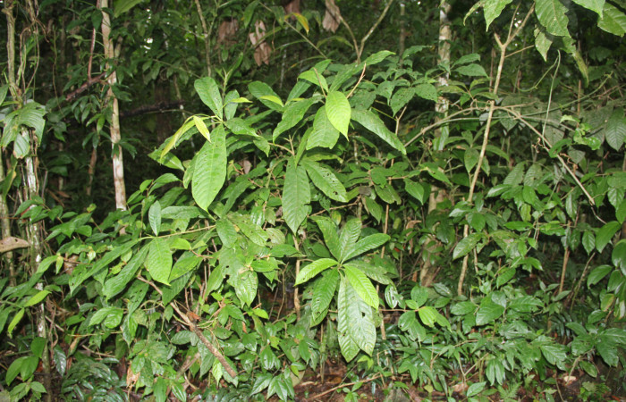 Figura.20 Planta hospedera de <i>Phostria euagra</i></i> (Crambidae), Planta <i>Chimarrhis parviflora</i></i> (Rubiaceae).Foto Anabelle Cordoba 25 Octubre 2015.