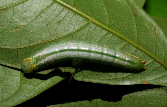  Larva en posición dorsal de <i>Hemiceras zula</i></i> (Notodontidae), U estadio. Sector Pitilla, Pasmompa. Voucher 07-SRNP-32698-DHJ426964.jpg.
