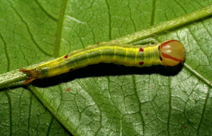 Figura 3. Larva en posición dorsal de <i>Hemiceras zula</i></i> (Notodontidae), PPU estadio. Sector Pitilla, Amonias. Voucher 07-SRNP-33190-DHJ430136.jpg.