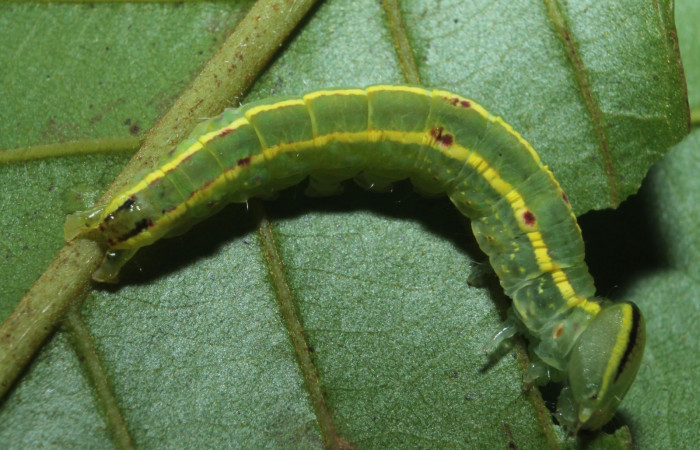  Larva en posición dorsal de <i>Hemiceras zula</i></i> (Notodontidae), PU estadio. Sector Rincon Rain Forest, Botarrama. Voucher 18-SRNP-45684- DHJ718825.jpg.