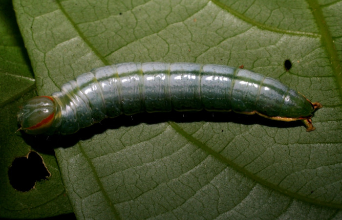  Larva en posición dorsal de <i>Hemiceras zula</i></i> (Notodontidae), U estadio. Sector Del Oro, Rio Chon. Voucher 07-SRNP-24882-DHJ434236.jpg.