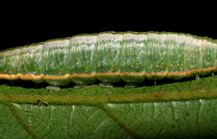  Larva en posición lateral de <i>Hemiceras zula</i></i> (Notodontidae), U estadio. Sector San Cristóbal, Quebrada Garcia. Voucher 08-SRNP-128- DHJ437063.jpg.