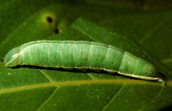  Larva en posición lateral de <i>Hemiceras zula</i></i> (Notodontidae), U estadio. Sector San Cristóbal, Rio Blanco Abajo. Voucher 01- SRNP-22983-DHJ67072.jpg