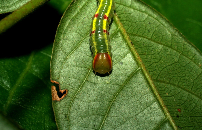  Cabeza en posición frontal de Hemiceras zula</i> <i>Notodontidae), PU estadio. Sector Pitilla, Pasmompa. Voucher 07-SRNP-32704-DHJ426975.jpg.