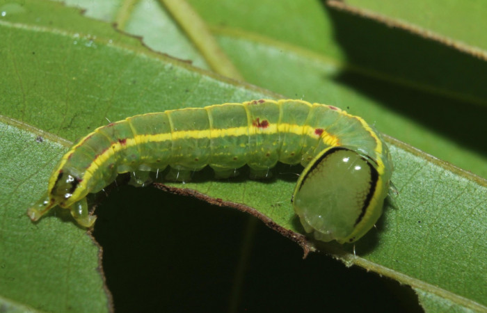  Cabeza en posición frontal de <i>Hemiceras zula</i></i> (Notodontidae), PU estadio. Sector Rincon Rain Forest, Botarrama. Voucher 18- SRNP-45684-DHJ718830.jpg.