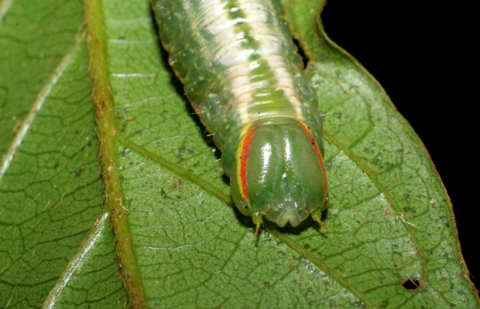  Cabeza en posición frontal de Hemiceras zula</i> (Notodontidae), U estadio. Sector San Cristóbal, Quebrada Garcia. Voucher 08-SRNP-128- DHJ437060.jpg.
