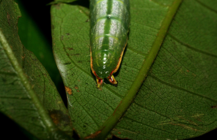  Cola o parte posterior de <i>Hemiceras zula</i></i> (Notodontidae), U estadio. Sector Pitilla, Pasmompa. Voucher 07-SRNP-32698- DHJ426969.jpg.