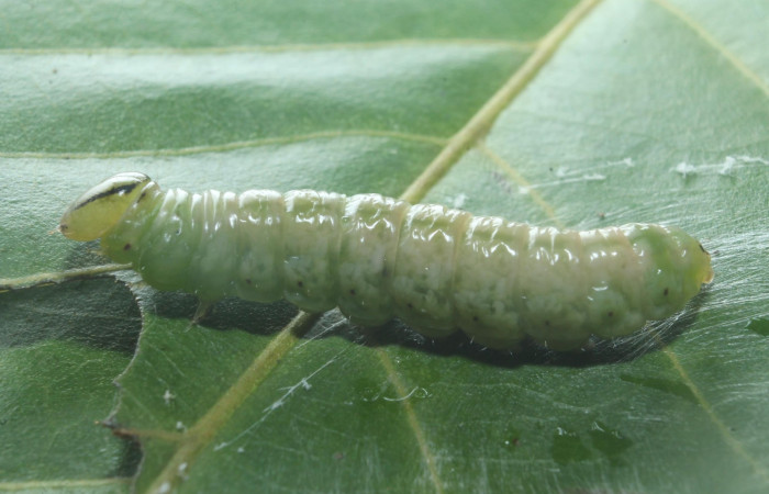  Larva en posición lateral de <i>Hemiceras zula</i></i> (Notodontidae), prepupa. Sector Rincon Rain Forest, Botarrama. Voucher 18-SRNP-45684- DHJ718859.jpg.