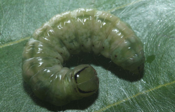  Larva en posición dorsal de <i>Hemiceras zula</i></i> (Notodontidae), prepupa. Sector Rincon Rain Forest, Botarrama. Voucher 18-SRNP-45684- DHJ718861.jpg.