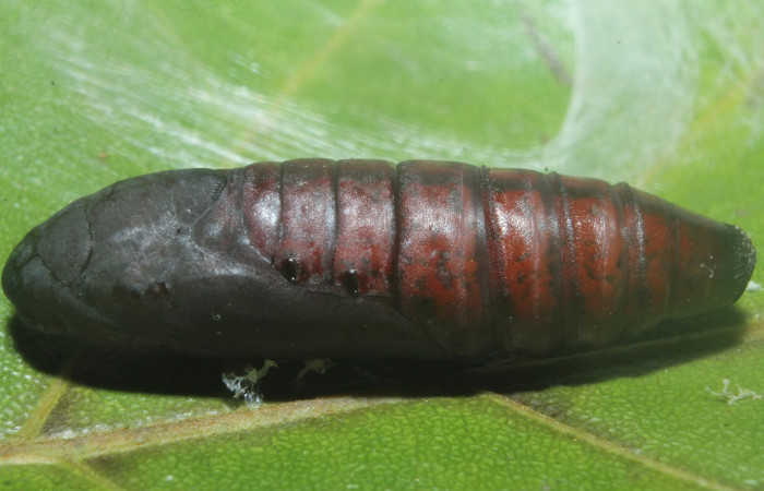  Pupa en posición lateral de <i>Hemiceras zula</i></i> (Notodontidae). Sector Rincon Rain Forest, Botarrama. Voucher 18-SRNP-45684- DHJ718911.jpg.