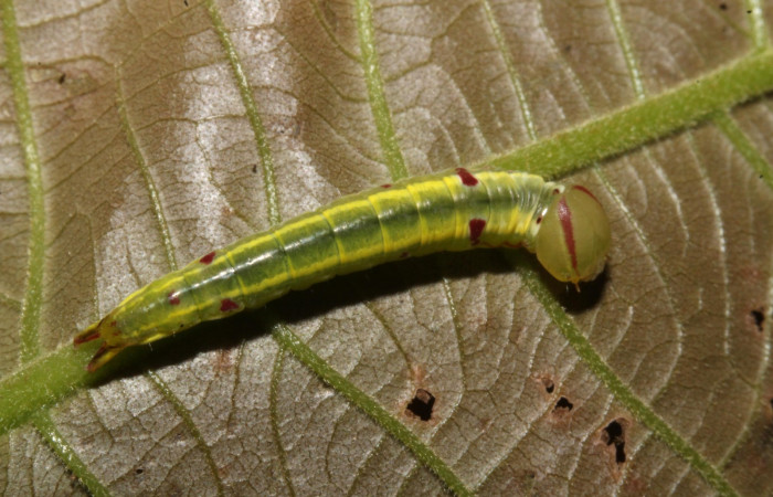  Larva en posición dorsal de <i>Hemiceras nigrescens</i></i> (Notodontidae), PPU estadio. Sector Rincon Rain Forest, Rio Francia Arriba. Voucher 13- SRNP-47196-DHJ708523.jpg.