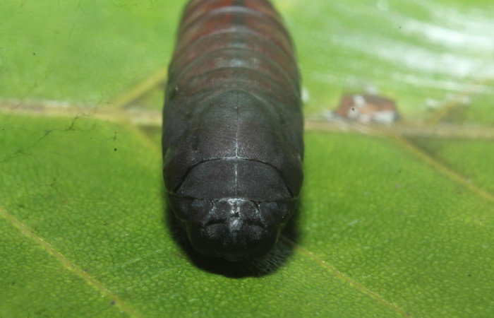  Pupa en posición frontal de <i>Hemiceras zula</i></i> (Notodontidae). Sector Rincon Rain Forest, Botarrama. Voucher 18-SRNP-45684- DHJ718913.jpg.