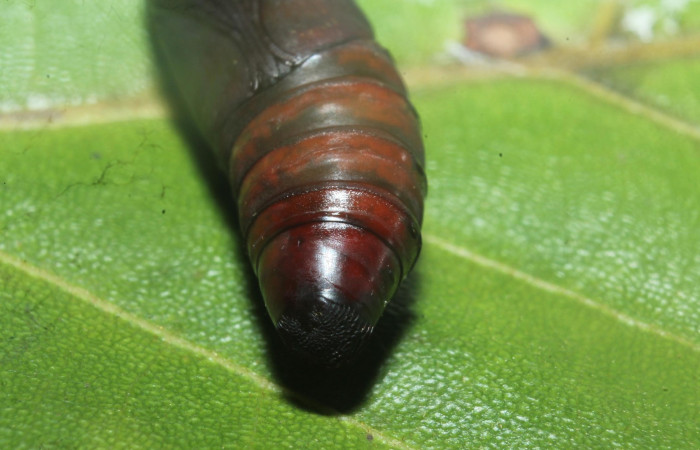  Pupa parte posterior de <i>Hemiceras zula</i></i> (Notodontidae). Sector Rincon Rain Forest, Botarrama. Voucher 18-SRNP-45684- DHJ718915.jpg.