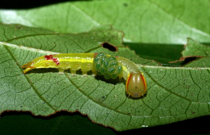  Larvas parásitas <i>Euplectrus xiomarae</i></i> sobre <i>Hemiceras zula</i></i> (Notodontidae). Sector
Cacao, Quebrada Otilio. Voucher 07- SRNP-46378-DHJ436875.jpg.