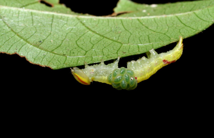  Larvas parásitas <i>Euplectrus xiomarae</i></i> sobre <i>Hemiceras zula</i></i> (Notodontidae). Sector
Cacao, Quebrada Otilio. Voucher 07- SRNP-46378-DHJ436877.jpg.