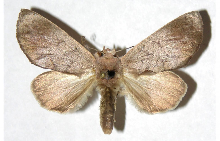  Adulto hembra en posición dorsal de <i>Hemiceras zula</i></i> (Notodontidae). Sector Del Oro, Sendero Puertas. Voucher 05-SRNP-21989- DHJ322600.