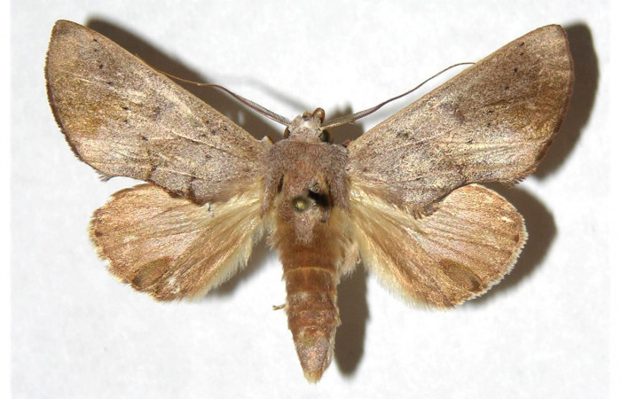  Adulto Macho en posición dorsal de <i>Hemiceras zula</i></i> (Notodontidae). Sector Del Oro, Sendero Puertas. Voucher 05-SRNP-21802- DHJ322596.