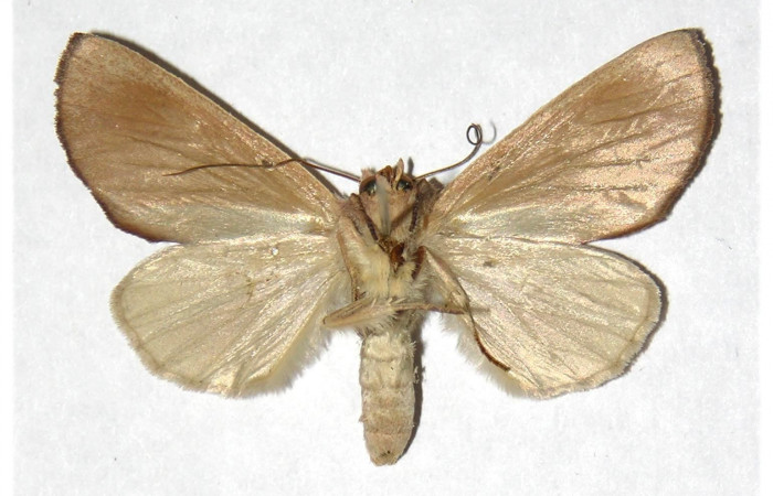  Adulto hembra en posición ventral de <i>Hemiceras zula</i></i> (Notodontidae). Sector Del Oro, Sendero Puertas. Voucher 05-SRNP-21989-