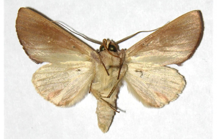  Adulto Macho en posición ventral de <i>Hemiceras zula</i></i> (Notodontidae). Sector Del Oro, Sendero Puertas. Voucher 05-SRNP-21802-