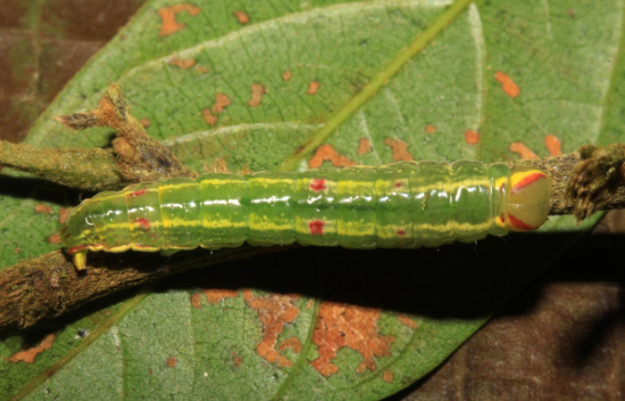  Larva en posición dorsal de <i>Hemiceras zula</i></i> (Notodontidae), PU estadio. Sector Pitilla, Pasmompa. Voucher 14-SRNP-31643- DHJ721403.jpg.