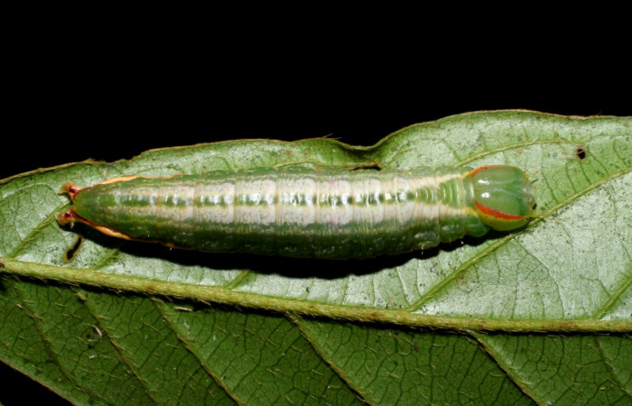  Larva en posición dorsal de <i>Hemiceras zula</i></i> (Notodontidae), U estadio. Sector San Cristóbal, Quebrada Garcia. Voucher 08-SRNP-128- DHJ437059.jpg.