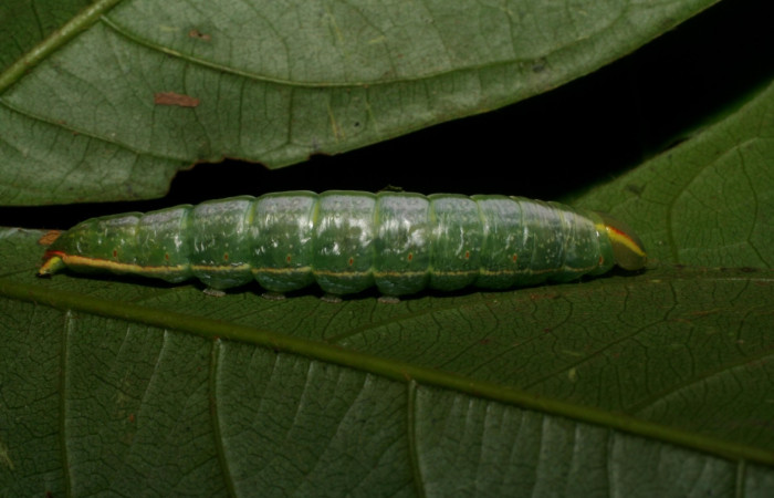 Larva en posición lateral de <i>Hemiceras zula</i></i> (Notodontidae), U estadio. Sector Pitilla, Pasmompa. Voucher 07-SRNP-32698- DHJ426967.jpg.