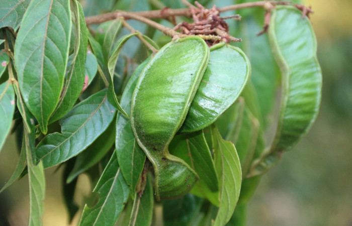 Frutos de <i>Inga micheliana (Fabaceae), planta hospedera de </i><i>Hemiceras zula</i></i> (Notodontidae). Sector San Cristóbal, Tajo Angeles. Foto, Carolina Cano, 5 Mayo 2019.